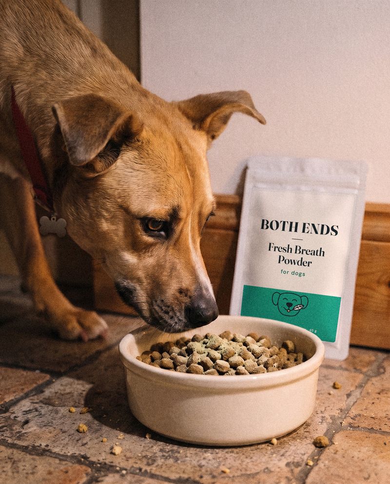 The house dog sniffing a bowl of kibble, a Both Ends pouch leaning on the skirting board behind