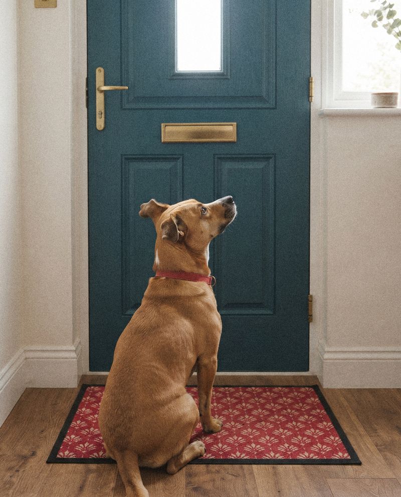 The house dog sitting on the doormat, looking up at the letterbox in a teal front door