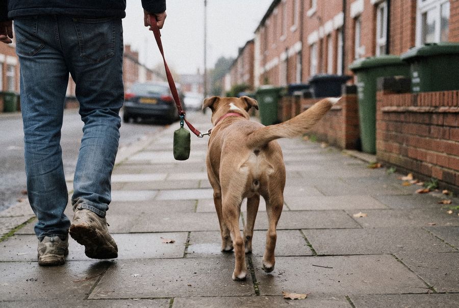 The other end: the house dog walking away down a wet terrace pavement, tail up, on a lead